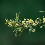 The Floating Forest